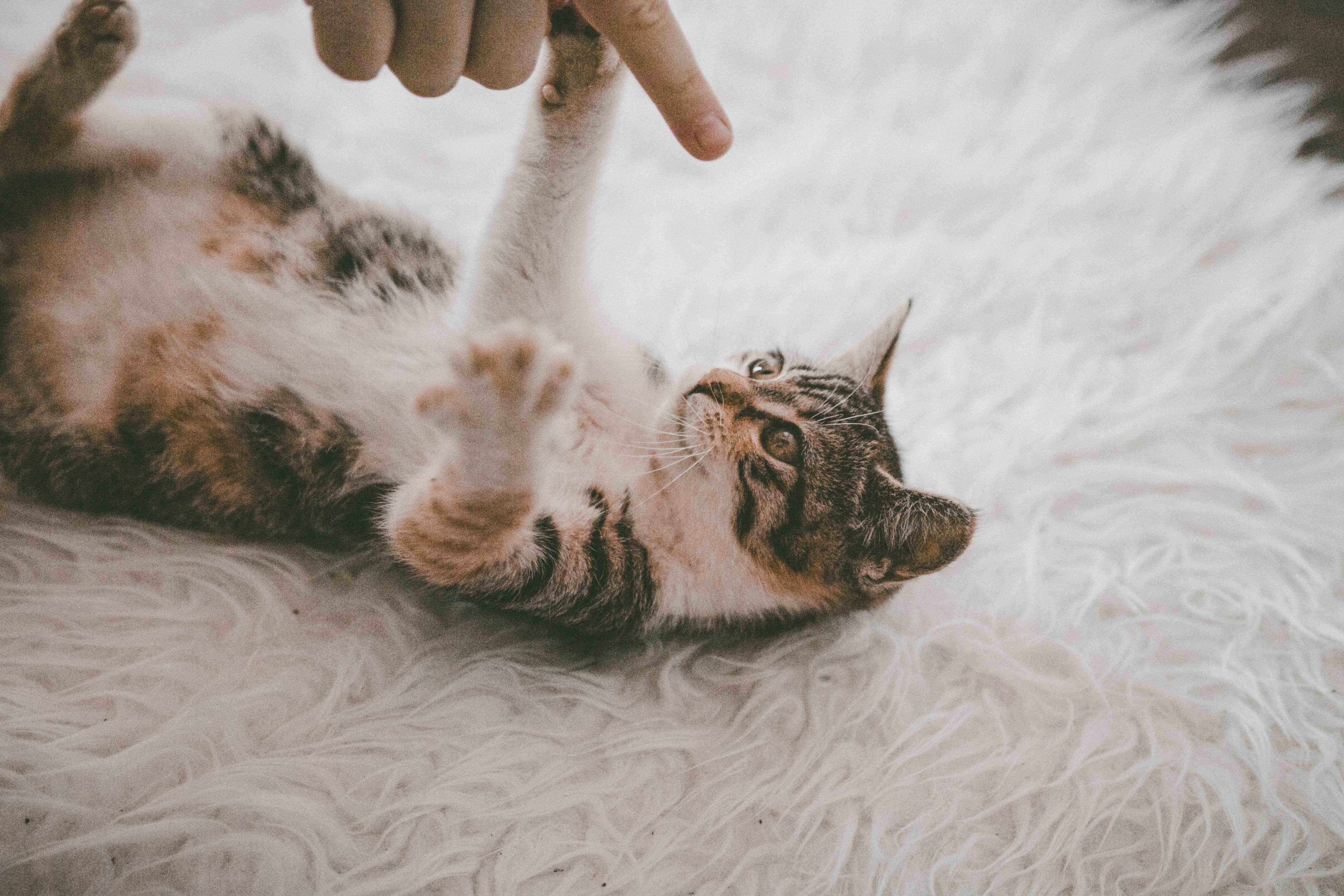 猫と手で遊ぶのはダメなの⁉ダメな理由と噛み癖との意外な関連性を解説！