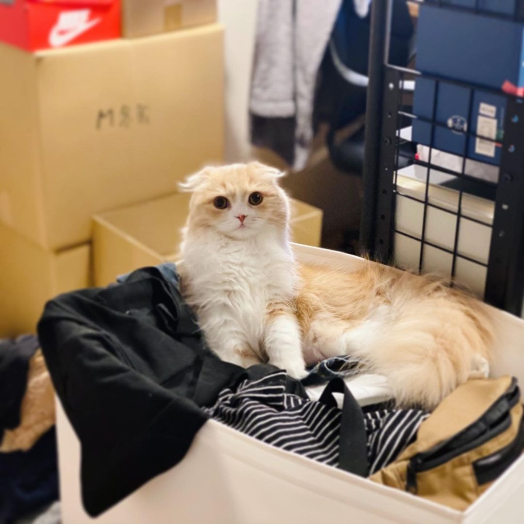 「あたしのベッドでしょ？」引っ越し中の荷物の上でくつろぐ猫のチャイちゃん