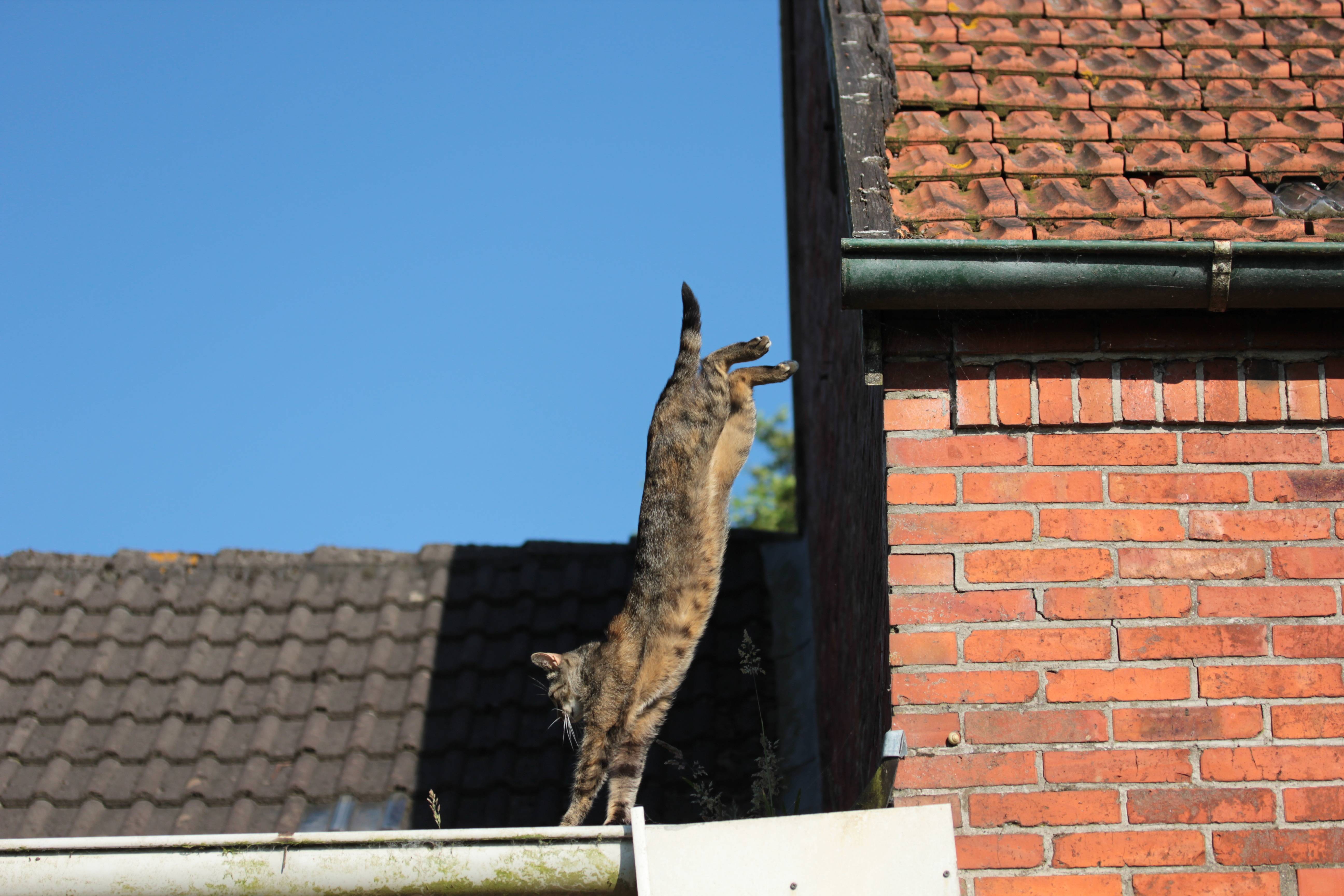 猫が安全にジャンプできる高さには限界がある⁉猫が落ちても大丈夫な高さとは