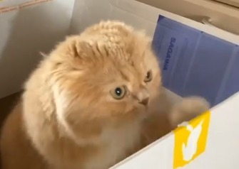 箱の中に入っている猫