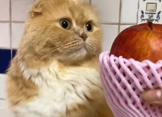 猫とリンゴ