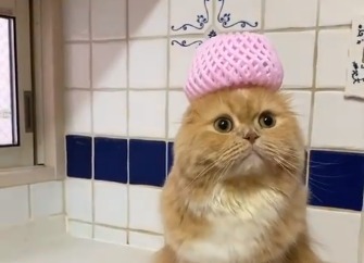 可愛さ増し増し！ピンクのまん丸お帽子がとってもお似合いの猫のすずちゃん