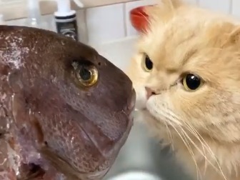 スンスンスン♪初めて見る大きなお魚さんに吸い寄せられる猫のベルちゃんが激カワ