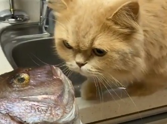 猫と魚