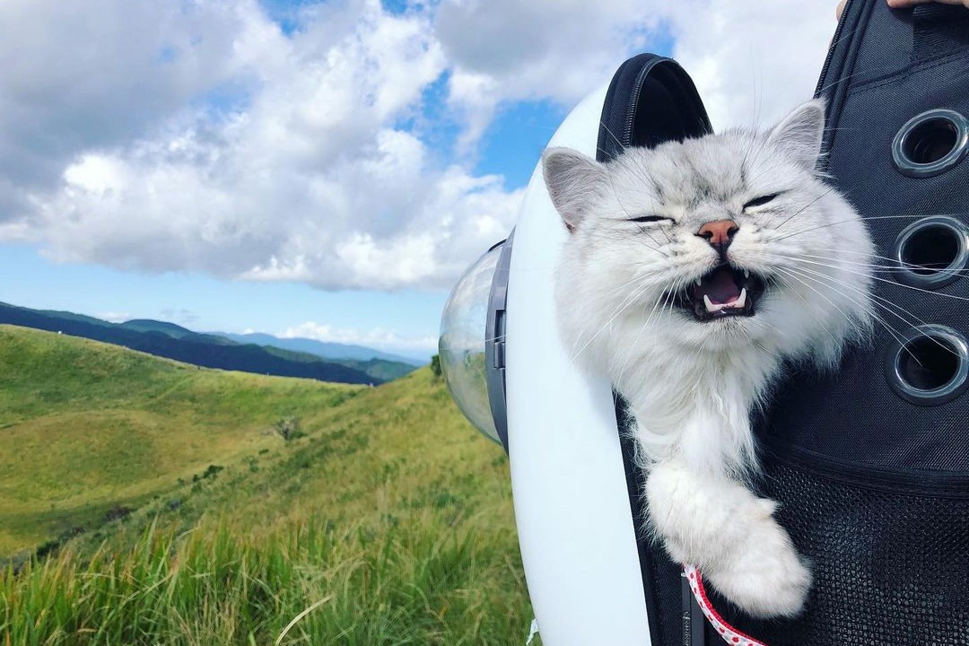 「ヤッホー！」プチ旅行先の山で“やまびこ”を楽しむ猫のねるちゃんが超カワイイ