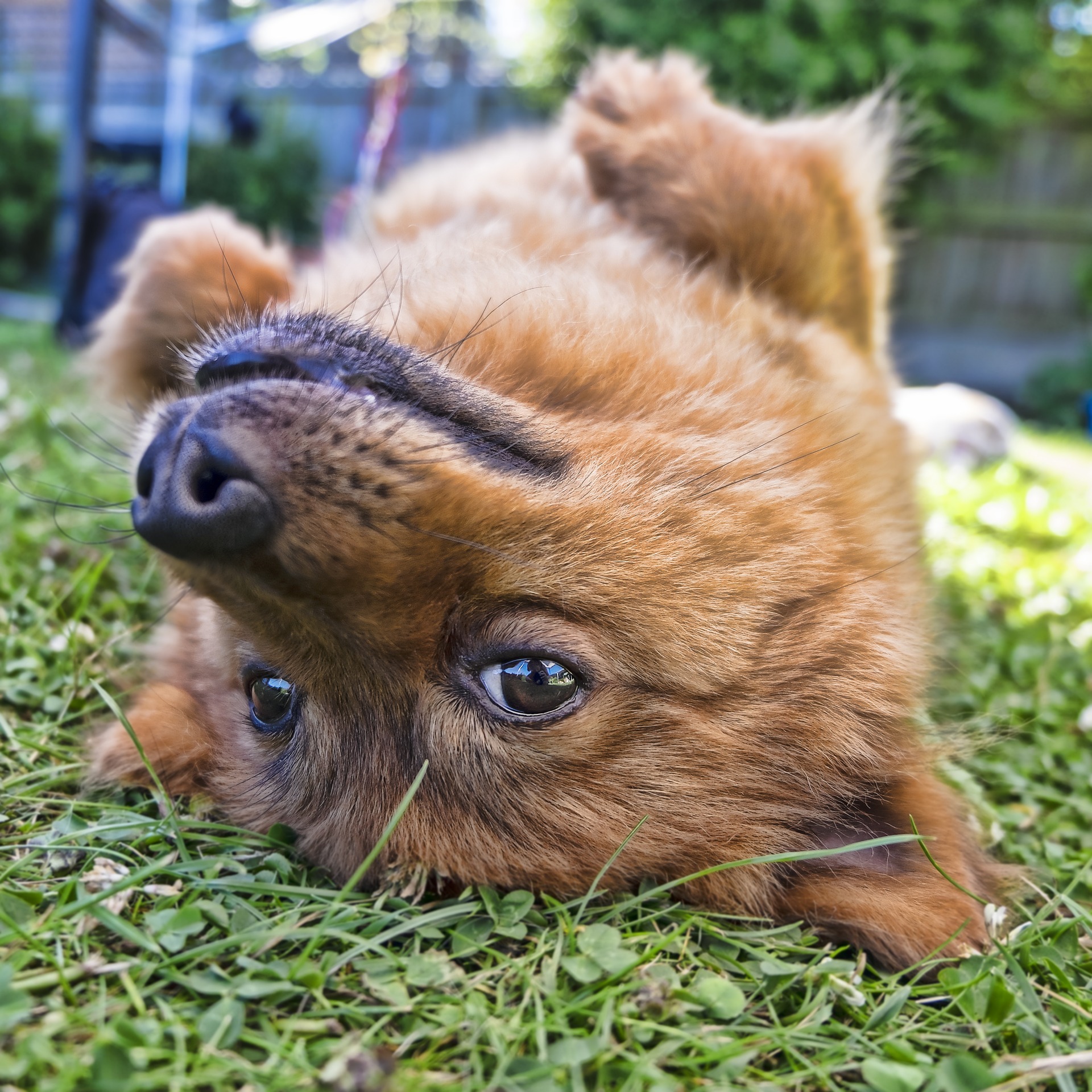 犬が芝生の上でゴロゴロするのには実は意味がある!?ポイントは”におい“にあった！