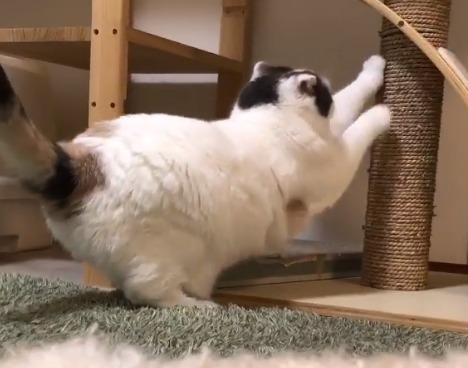 爪とぎしようとしている猫