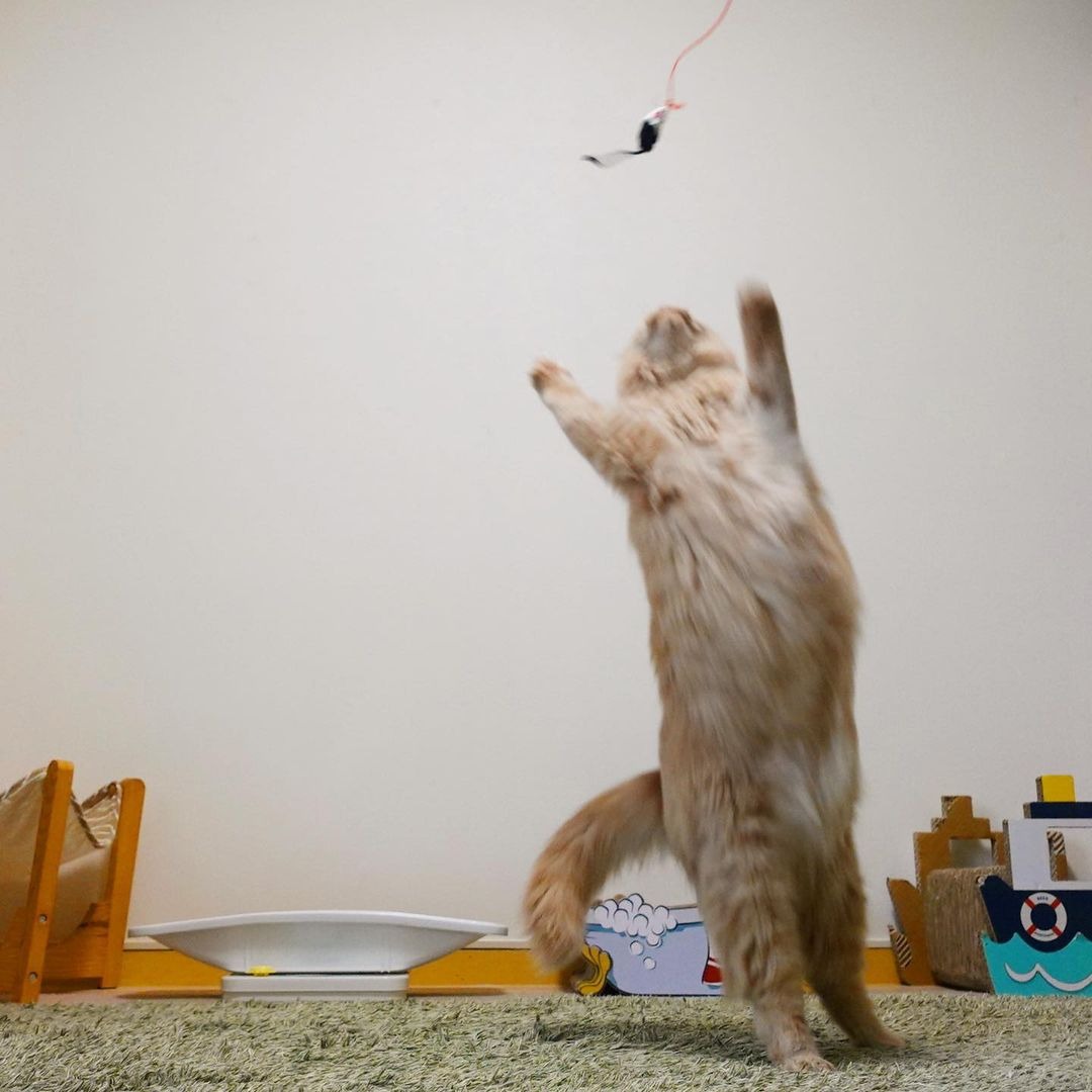 おもちゃをつかまえようとジャンプする猫