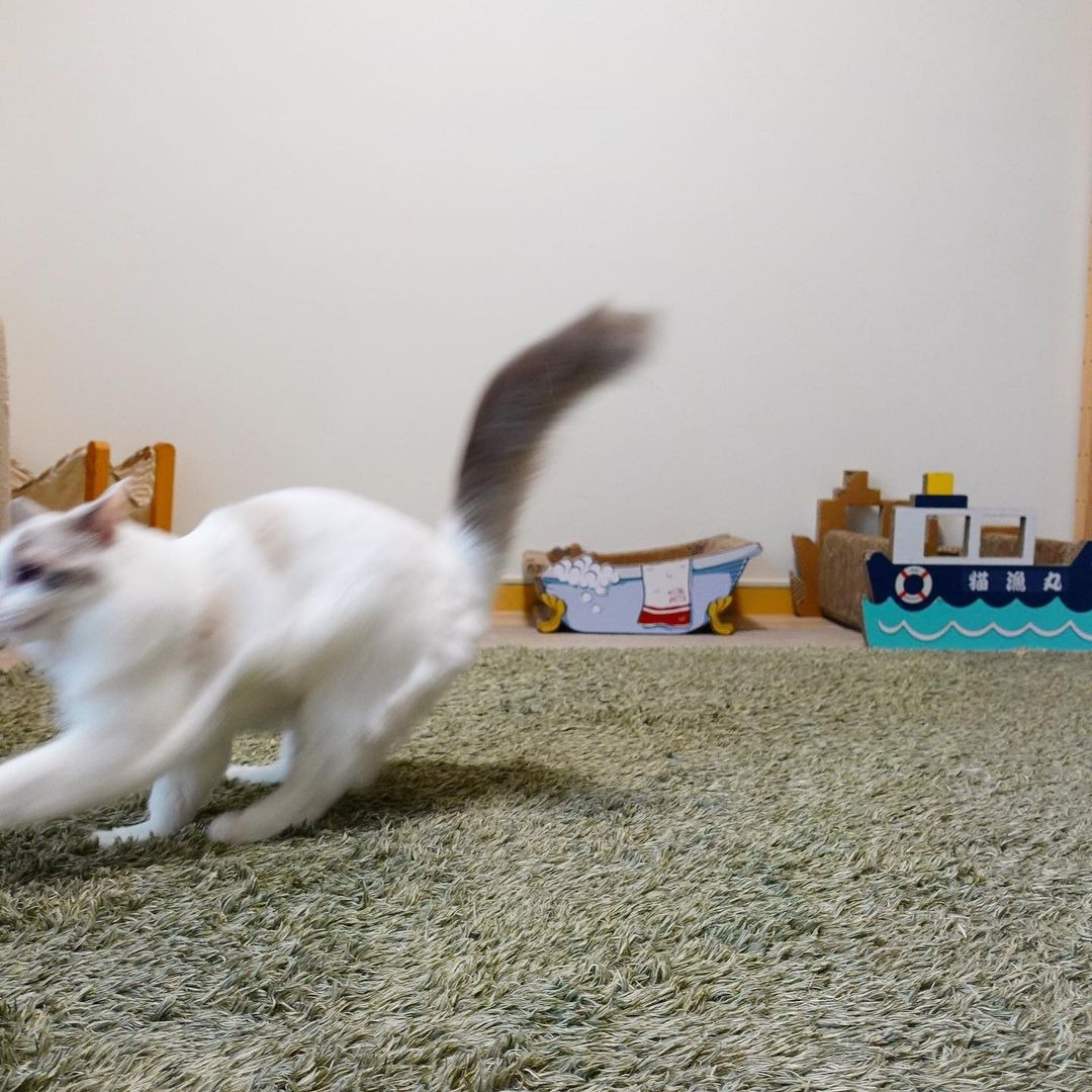 走る猫
