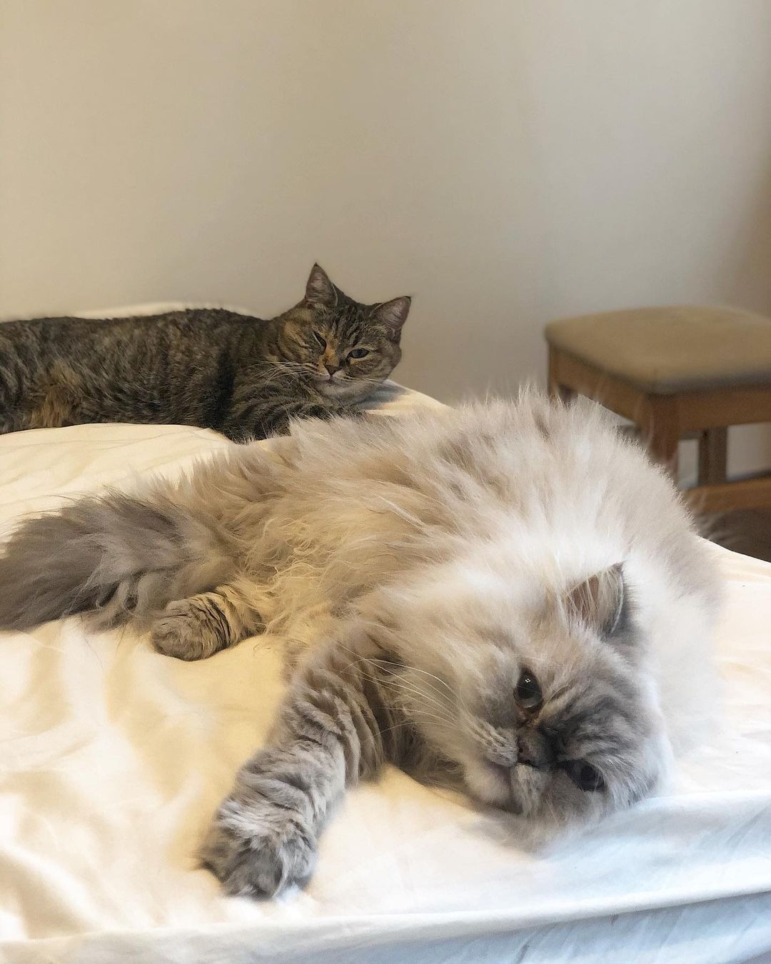 ベッドの上で寝る2匹の猫