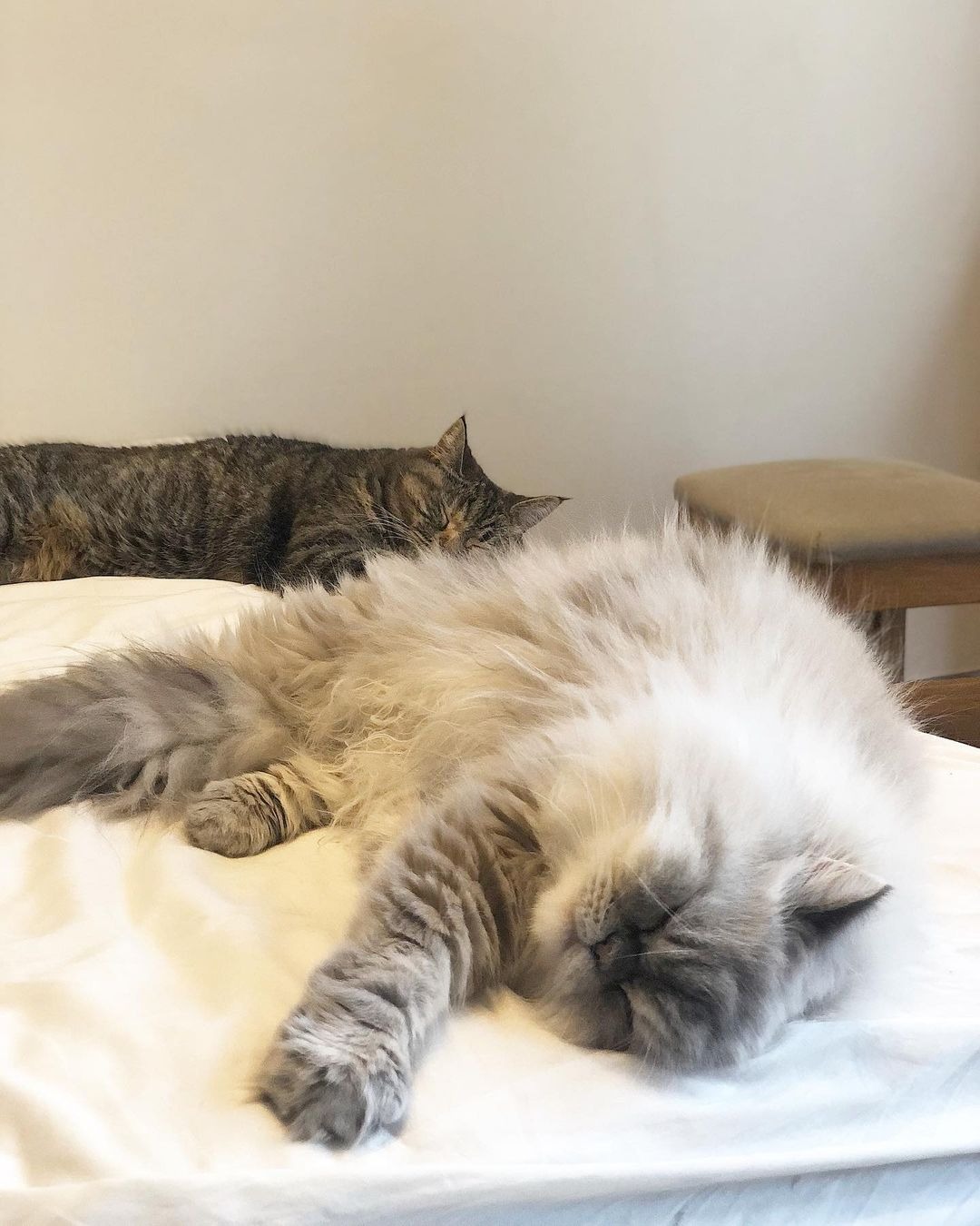 ベッドの上で寝る2匹の猫