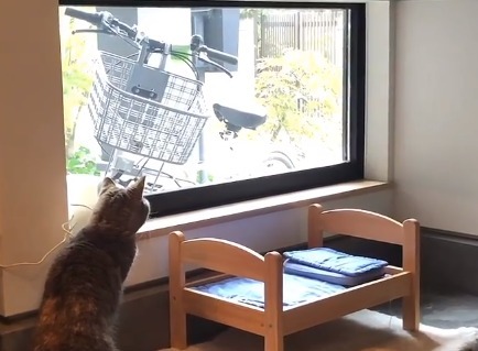 窓の外を見る猫