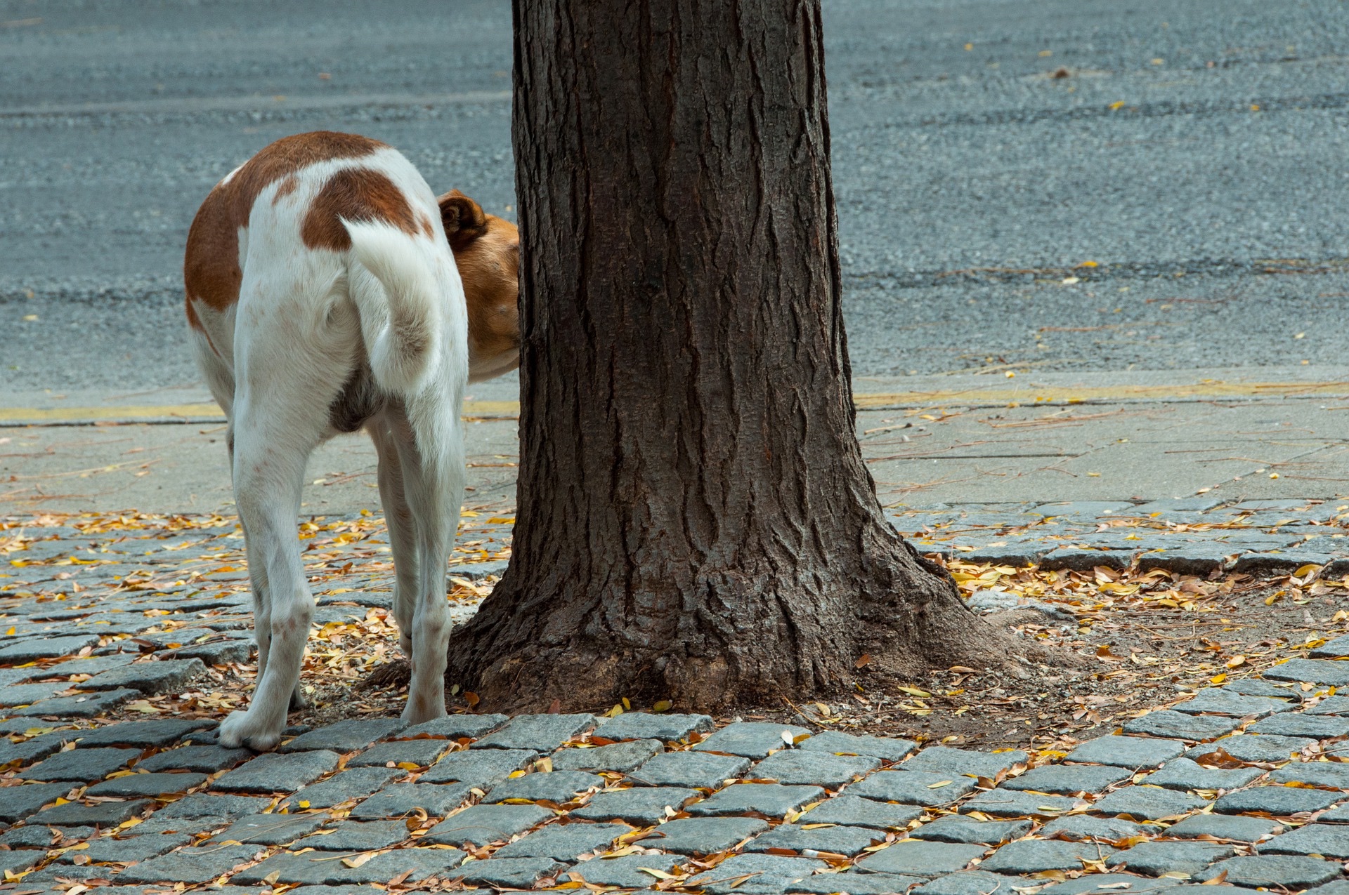 犬のおしっこは犬の世界の”SNS”!?犬はおしっこの臭いを嗅ぐことで情報収集している！