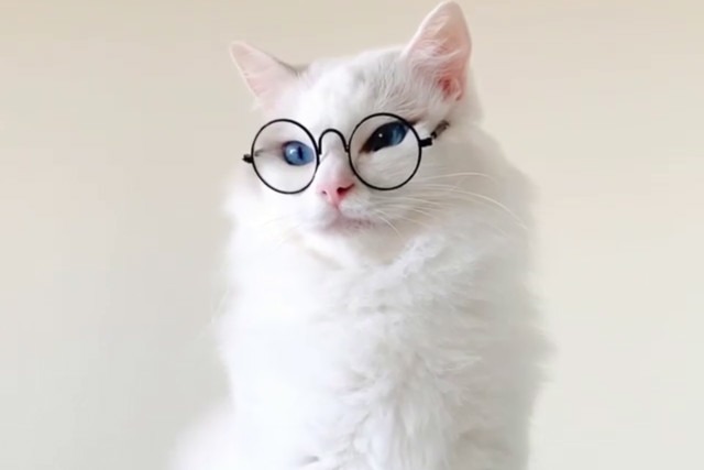 知的度増し増し!!“メガネ姿”の猫のバロンくんがイケメンすぎて胸キュン！