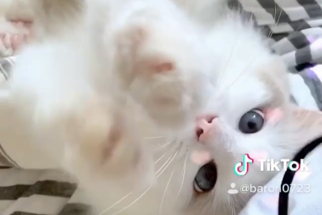 モフモフ感がたまらな～い！ヘアゴムで遊ぶ猫のバロンくんが可愛すぎっ！！