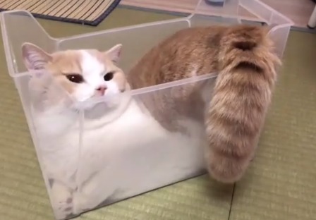 みっちり。プラスチックケースの中で“液体化”している猫のてんぷらくん