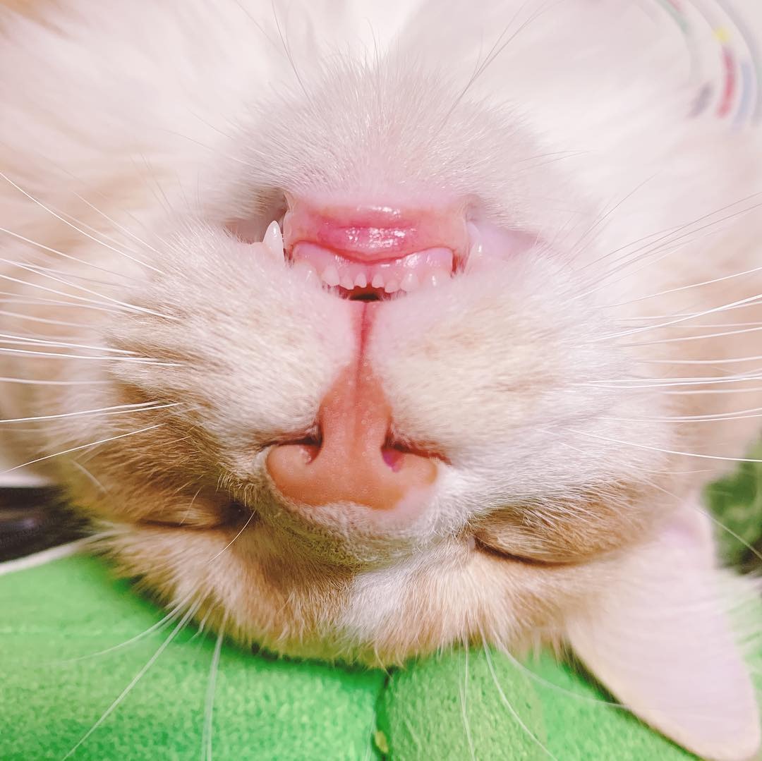 猫のシエルくん爆睡中！無防備な寝顔からチラ見する小さい前歯がかわいい