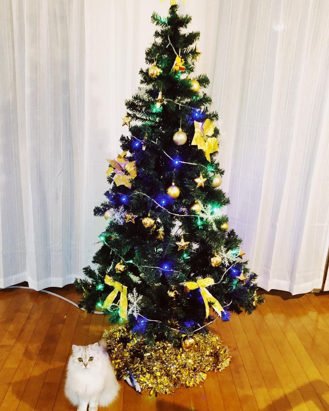 クリスマスツリーとミヌエット