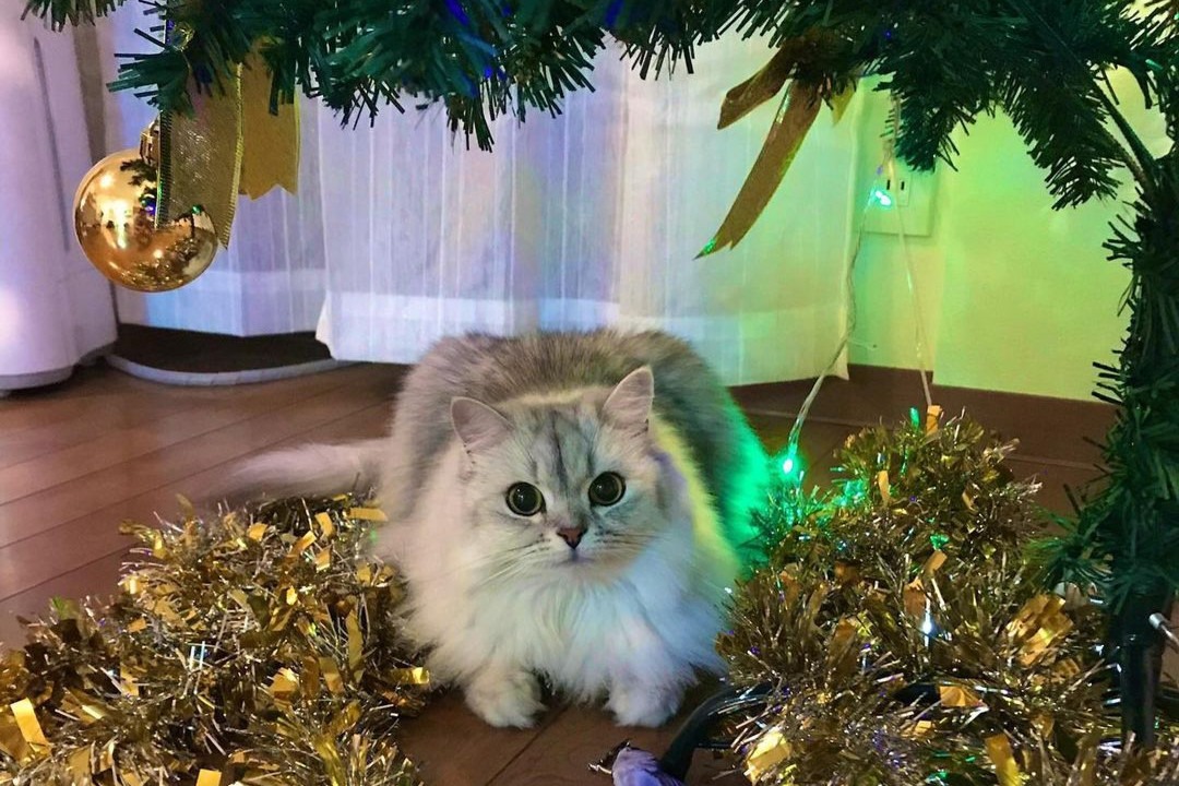 クリスマスツリーの飾りつけをお手伝いする猫のねるちゃんが楽しそうで癒される！