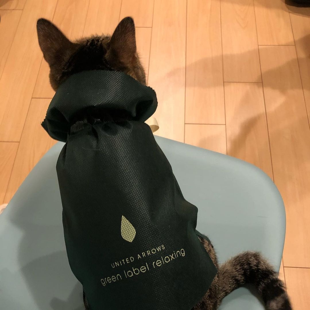 ギフトバッグを着た猫