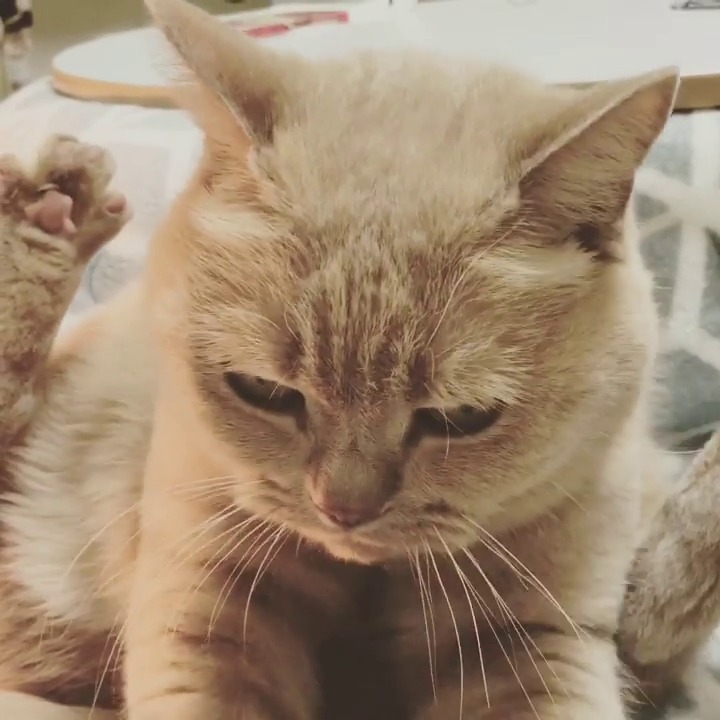 あ、あんよが…！ママさんのお腹をフミフミする猫のエースくんの独特な格好に爆笑!!