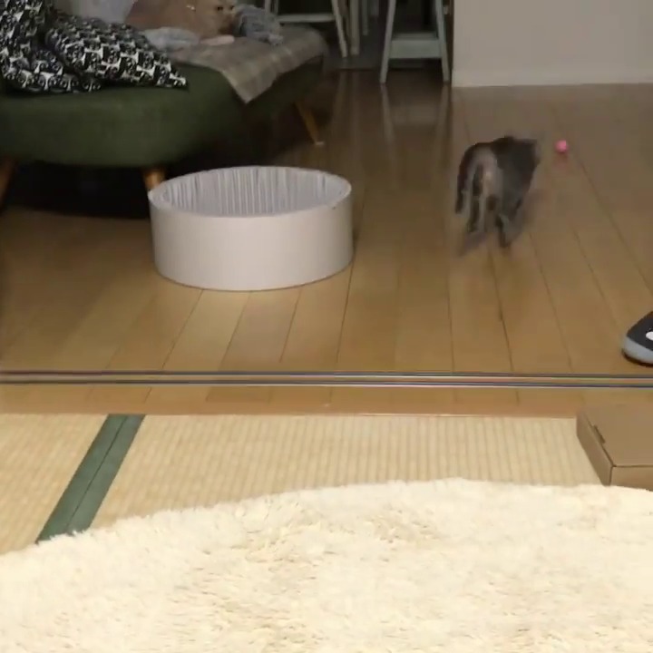 ボールを追いかける猫