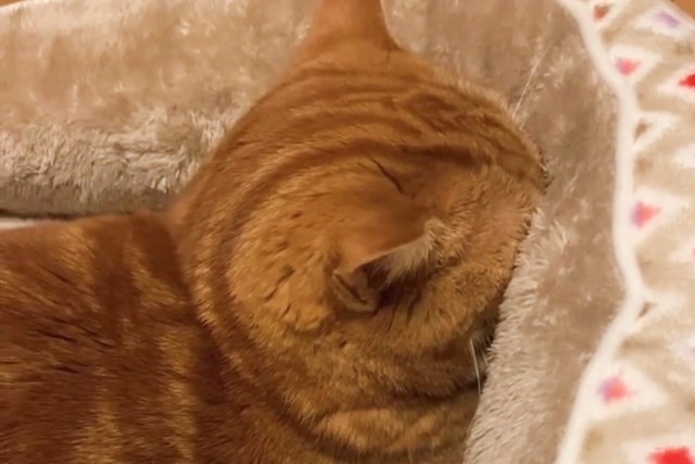 め、めり込んでる…！猫用ベッドで寝る茶太郎くんの寝姿が面白すぎて爆笑必至!!