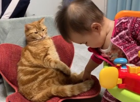 猫のしっぽを触る赤ちゃん