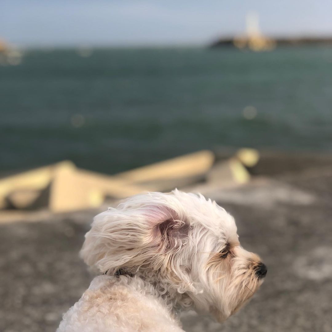 海を見ている犬