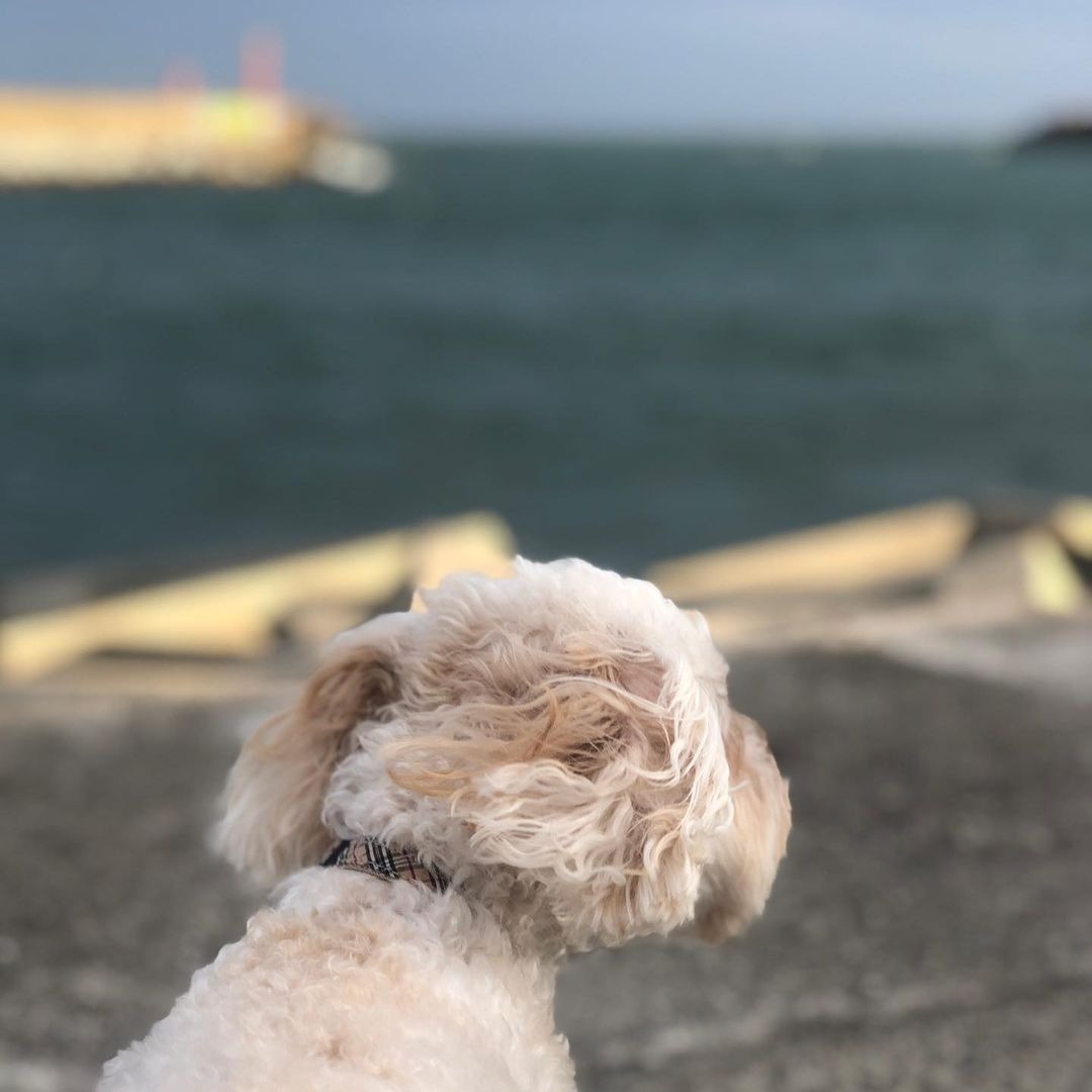 海を見ている犬