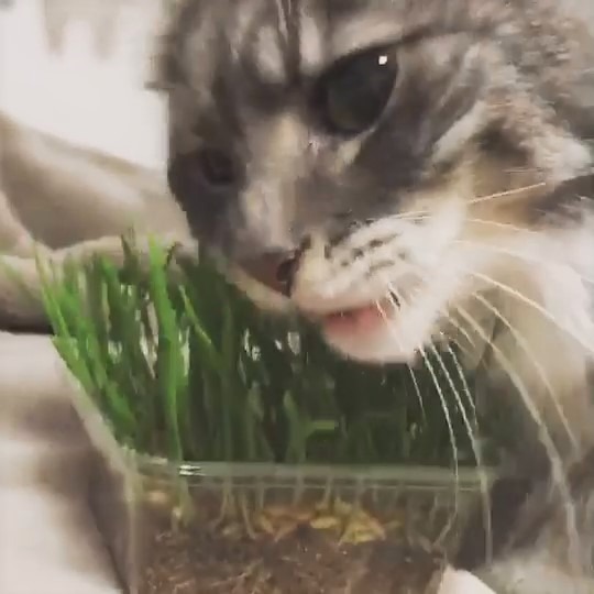 猫　草