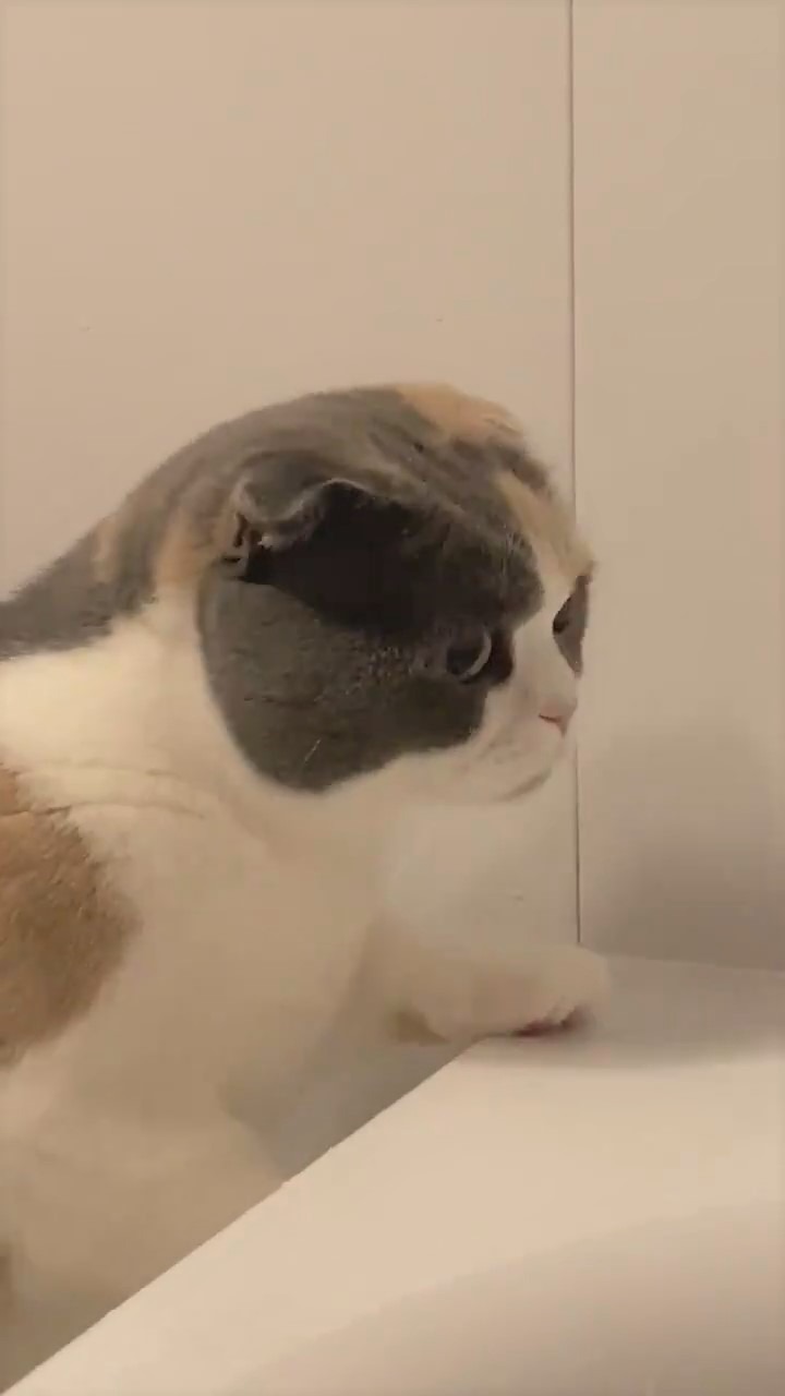 猫　風呂