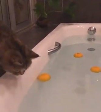 お風呂を覗き込む猫