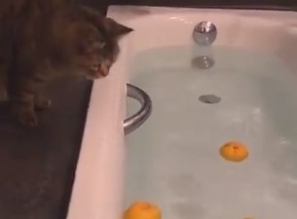 イイ香りだにゃ～♪ゆず湯に興味津々の猫のむぅちゃんがめちゃくちゃ可愛い
