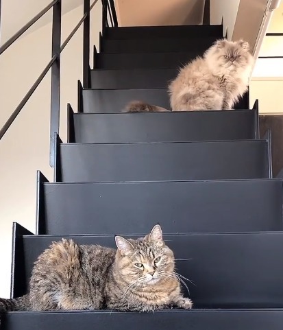 階段にいる2匹の猫