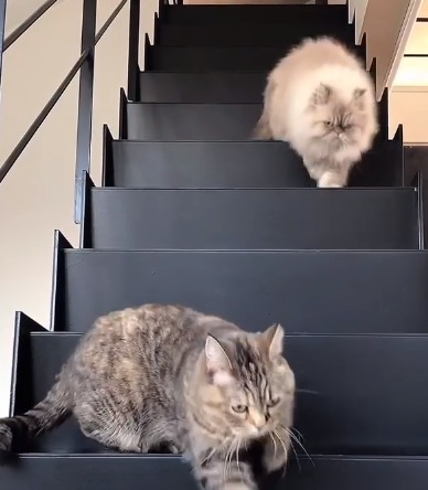 階段を降りる2匹の猫