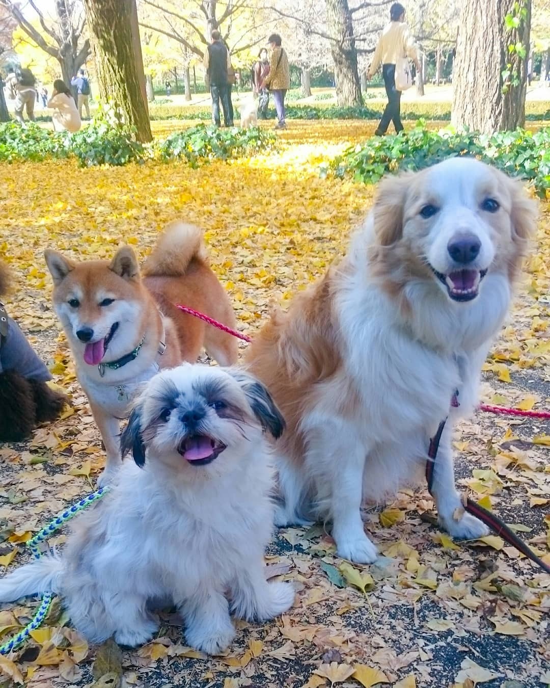 公園に集まる犬たち