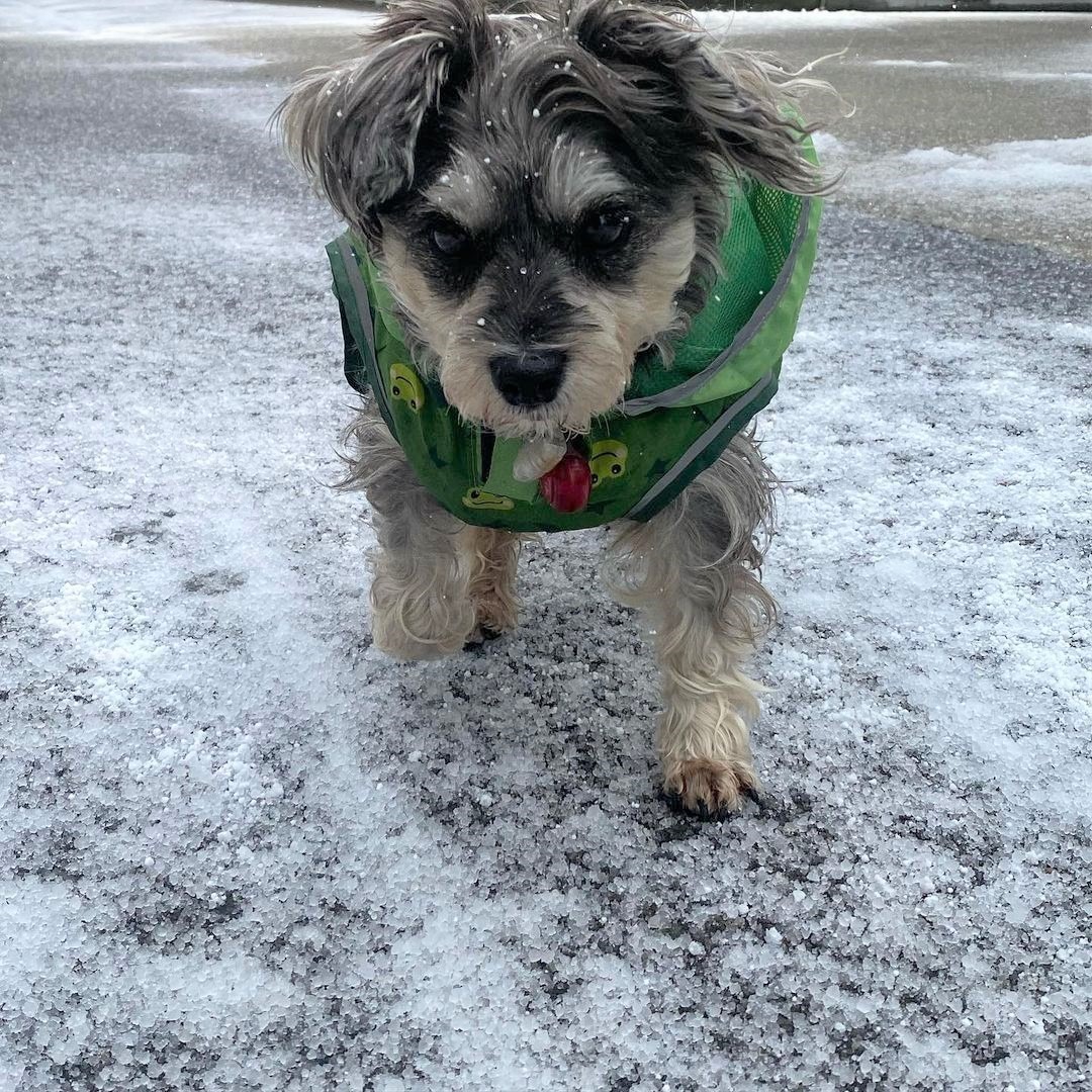 吹雪でもへっちゃら？！雪の中を駆け回って遊ぶ犬のギュリちゃんが微笑ましい