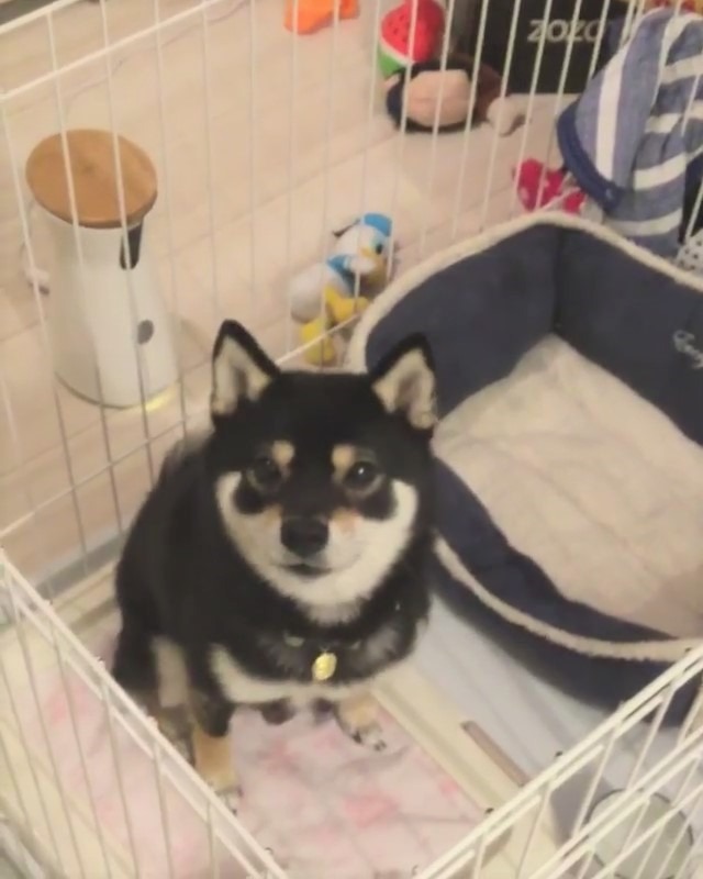 犬　おもちゃ