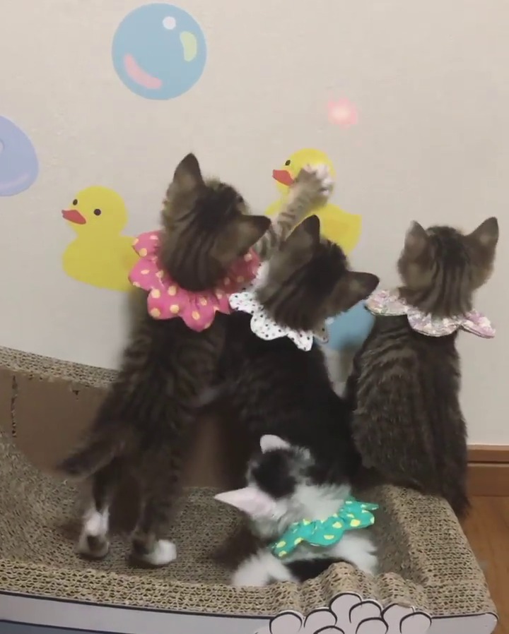 レーザーで遊ぶ子猫たち
