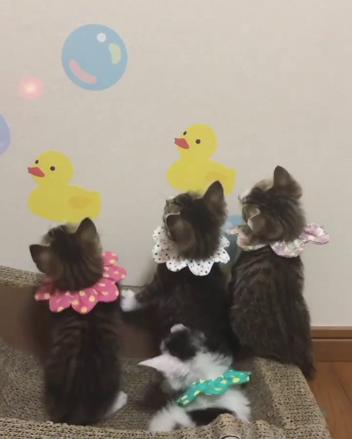 レーザーで遊ぶ子猫たち