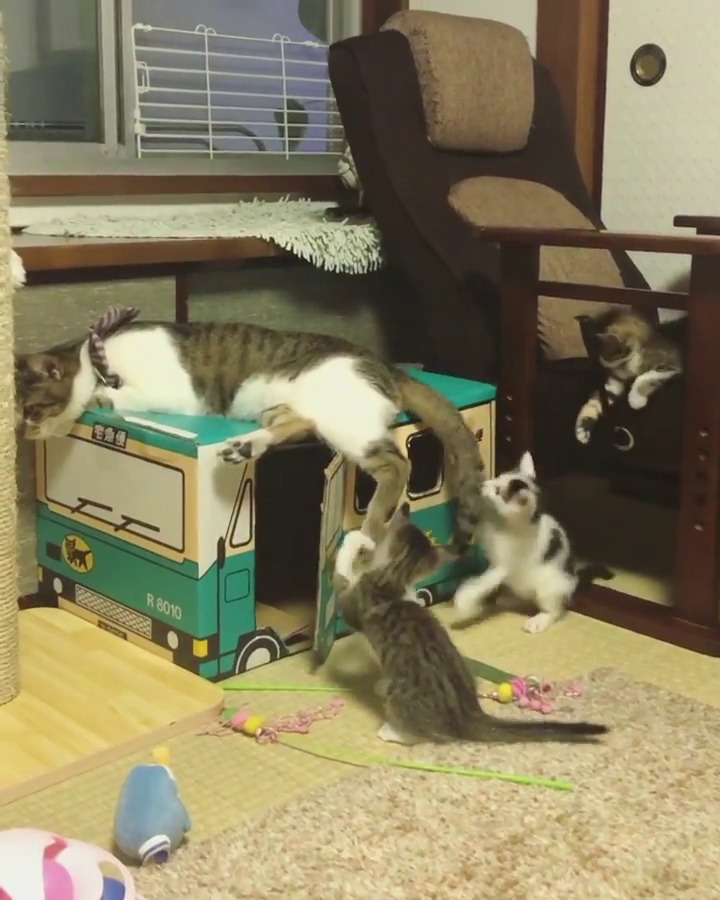 しっぽで遊ぶ子猫たち
