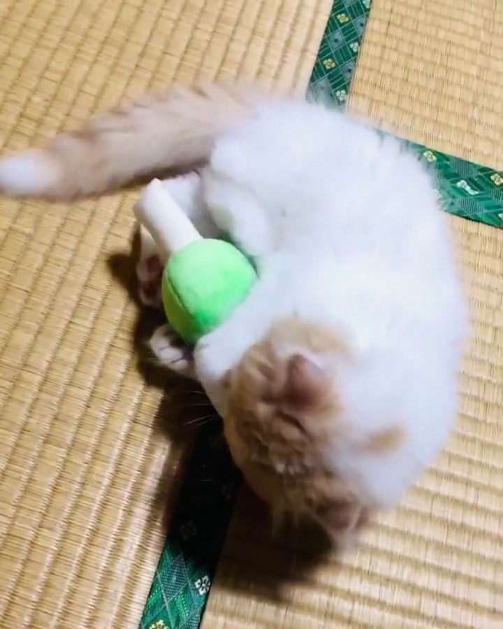 おもちゃで遊ぶ子猫