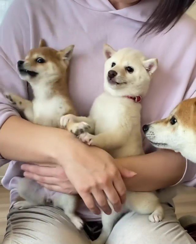 柴犬と子犬