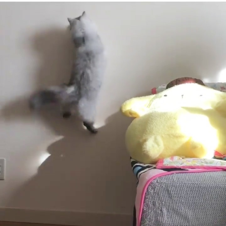 とりゃっ!!壁に光る影を追いかける猫のねるちゃんのジャンプ力がスゴかった！