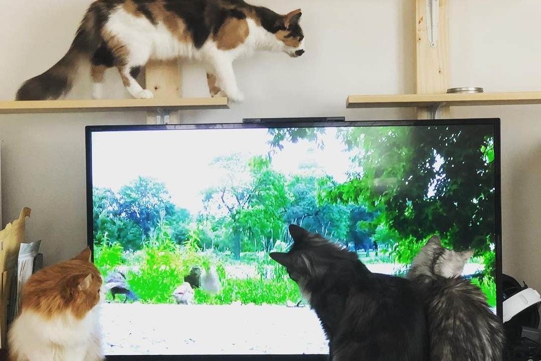 猫ちゃん用動画をそれぞれのやり方で楽しむ猫ちゃんたちがほほえましい！！