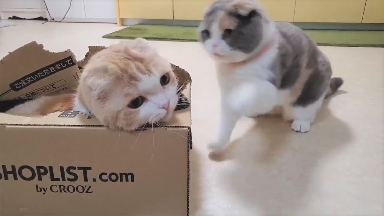 無理やり箱に入り込む兄猫と、そんな兄が気になって仕方ない妹猫のかわいい攻防！