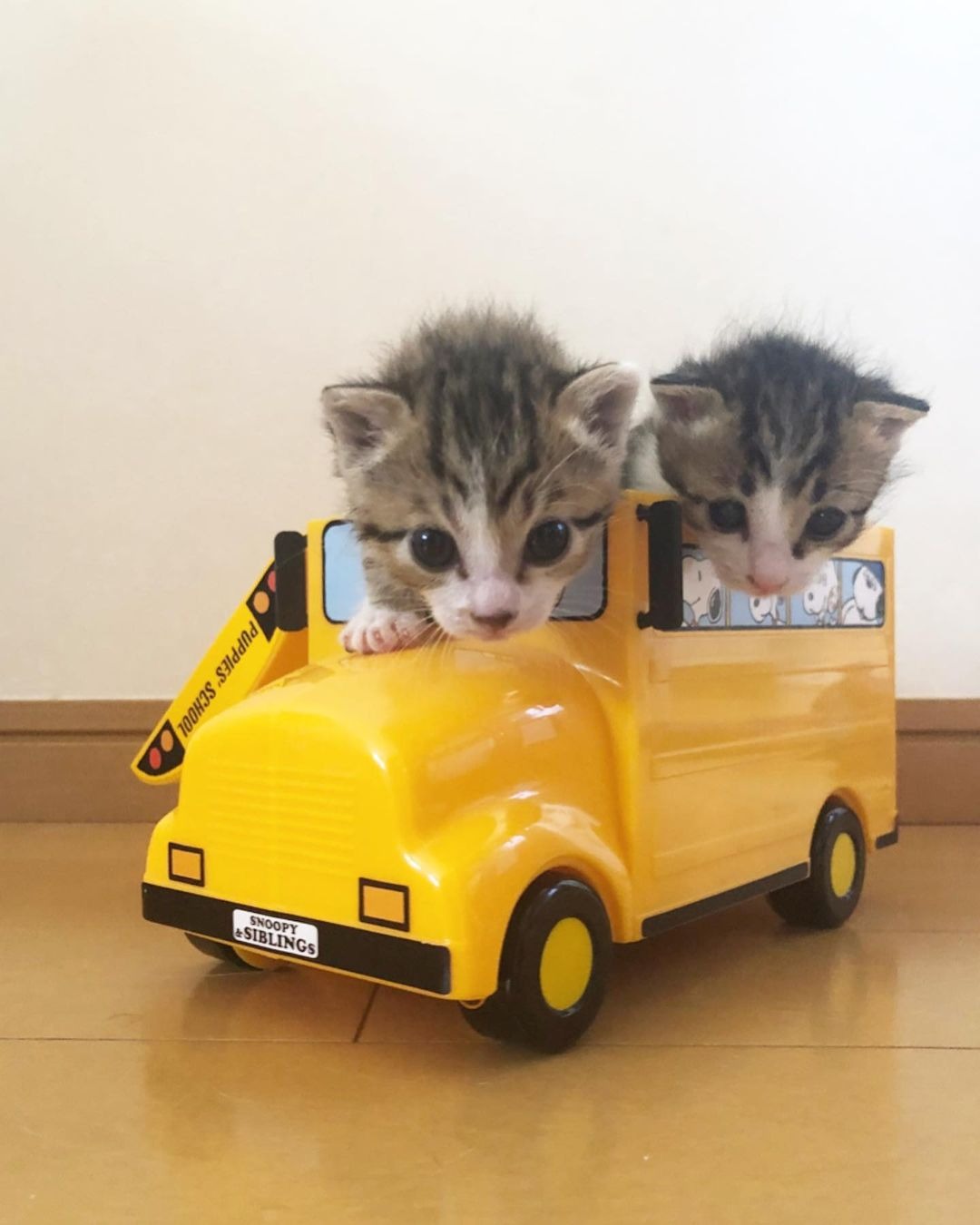 ミニカーに乗る子猫