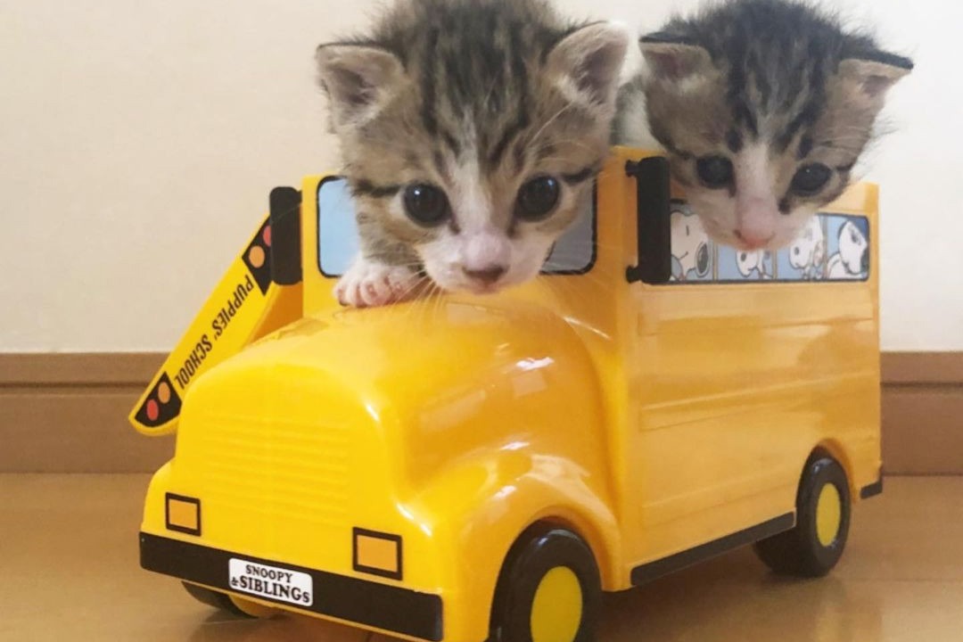 「ドライブ楽しいでしゅ！」黄色のバスに乗って遊ぶ子猫ちゃんたちが可愛くてキュン