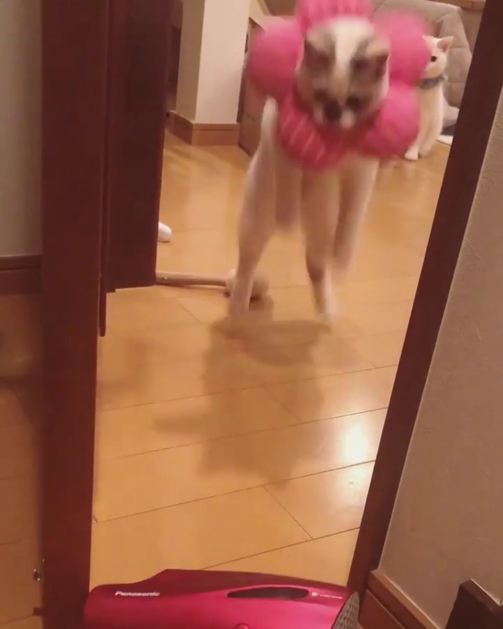 ジャンプする猫